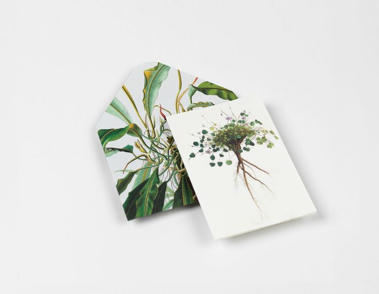 Produktbild: Natural History