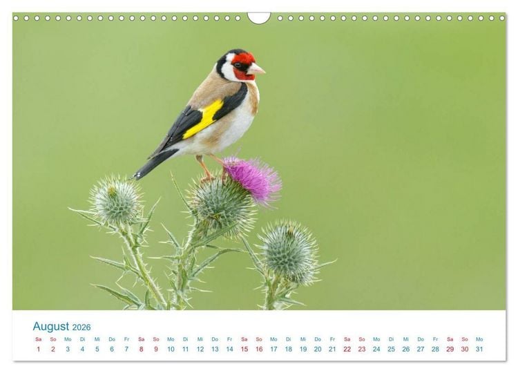 Produktbild: Singv&ouml;gel - 12 Arten im Garten (Wandkalender 2026 DIN A3 quer), CALVENDO Monatskalender