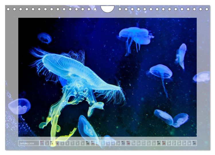Produktbild: In the world of the medusae (Wall Calendar 2026 DIN A4 landscape), CALVENDO 12 Month Wall Calendar