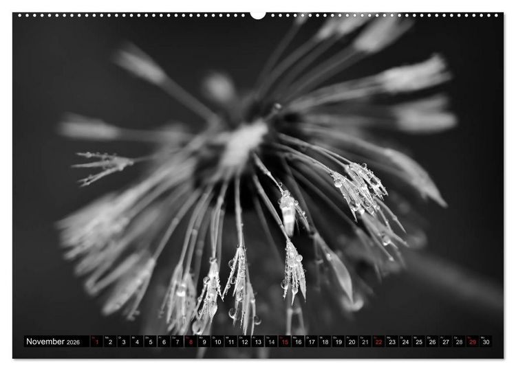 Produktbild: Pusteblume - Impressionen in schwarzwei&szlig; (hochwertiger Premium Wandkalender 2026 DIN A2 quer), Kunstdruck in Hochglanz