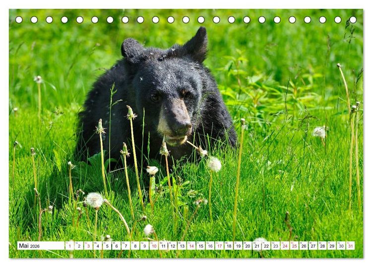 Produktbild: Tierwelt in den Canadian Rockies (Tischkalender 2026 DIN A5 quer), CALVENDO Monatskalender