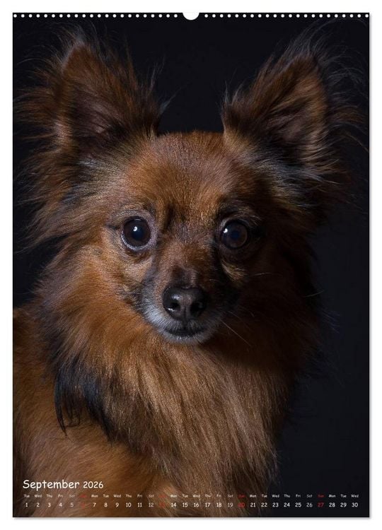 Produktbild: Dogs in Style (High Quality Premium Wall Calendar 2026 DIN A2 portrait),CALVENDO 12 Month Wall Calendar