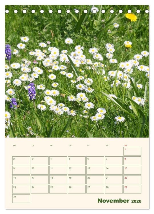 Produktbild: Vertr&auml;umte G&auml;nsebl&uuml;mchen (Tischkalender 2026 DIN A5 hoch), CALVENDO Monatskalender