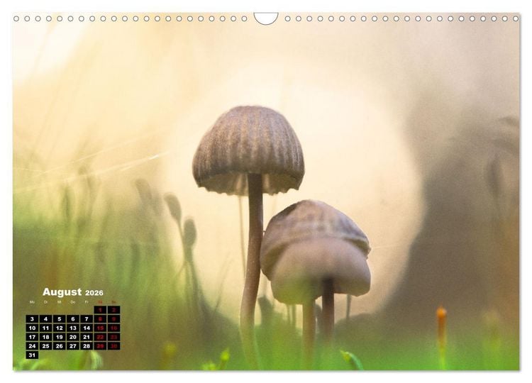 Produktbild: Pilzmagie (Wandkalender 2026 DIN A3 quer), CALVENDO Monatskalender