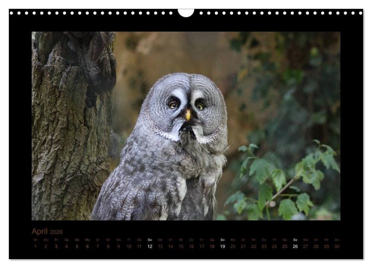 Produktbild: Eulen und K&auml;uze (Wandkalender 2026 DIN A3 quer), CALVENDO Monatskalender