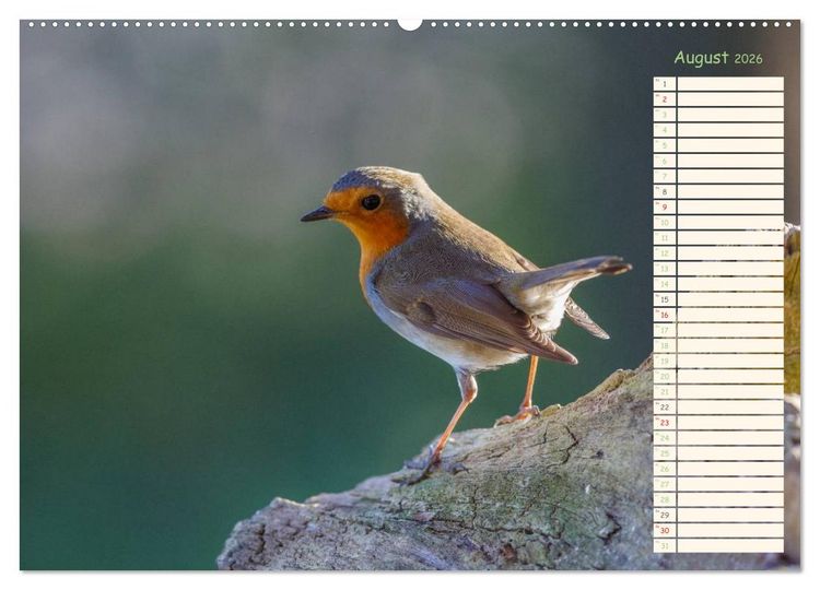 Produktbild: Gefiederte Sch&ouml;nheiten - Das Rotkehlchen / Planer (Wandkalender 2026 DIN A2 quer), CALVENDO Monatskalender