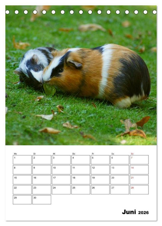 Produktbild: Meerschweinchen Terminplaner (Tischkalender 2026 DIN A5 hoch), CALVENDO Monatskalender