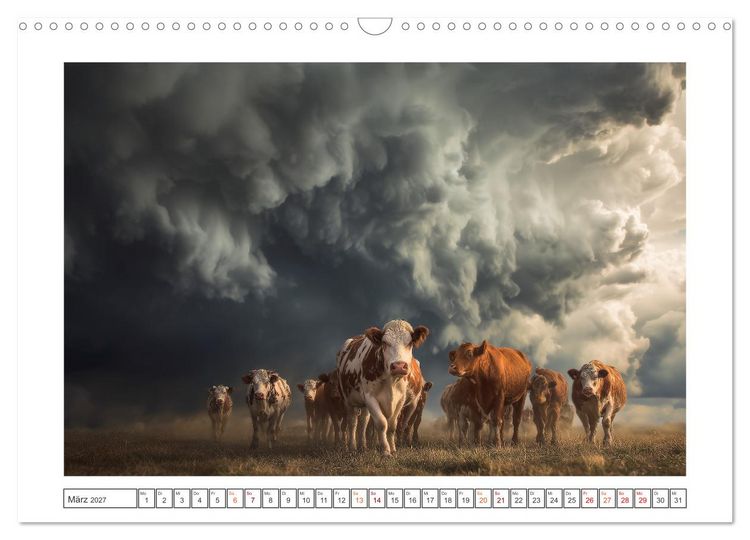 Produktbild: Die edle Kuh (Wandkalender 2027 DIN A3 quer), CALVENDO Monatskalender