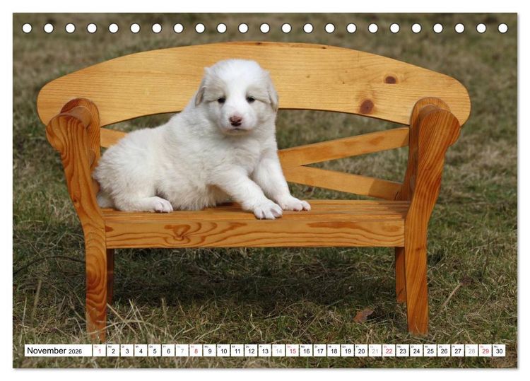 Produktbild: Border Collie Welpen (Tischkalender 2026 DIN A5 quer), CALVENDO Monatskalender