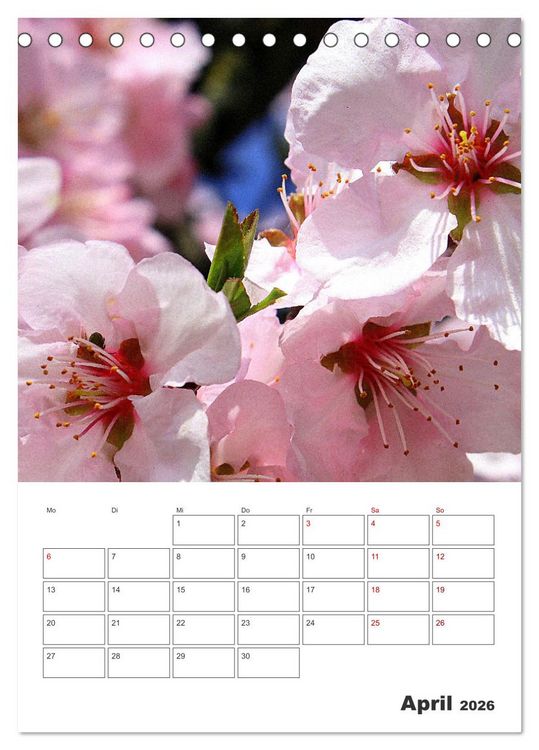 Produktbild: BL&Uuml;TENZAUBER (Tischkalender 2026 DIN A5 hoch), CALVENDO Monatskalender