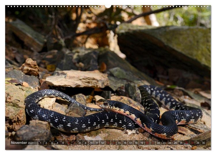 Produktbild: Reptilien auf Madagaskar (hochwertiger Premium Wandkalender 2027 DIN A2 quer), Kunstdruck in Hochglanz