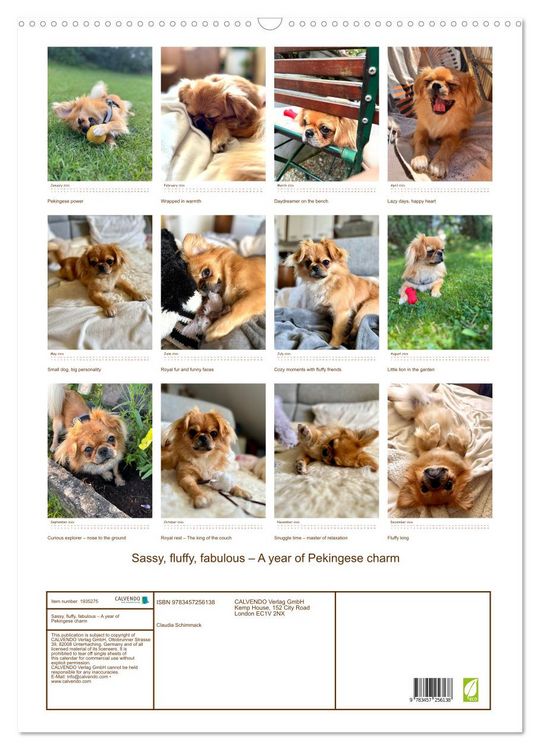 Produktbild: Sassy, fluffy, fabulous &ndash; A year of Pekingese charm (Wall Calendar 2026 DIN A2 portrait), CALVENDO 12 Month Wall Calendar