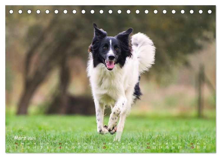 Produktbild: Fr&ouml;hliche Hunde (Tischkalender 2026 DIN A5 quer), CALVENDO Monatskalender