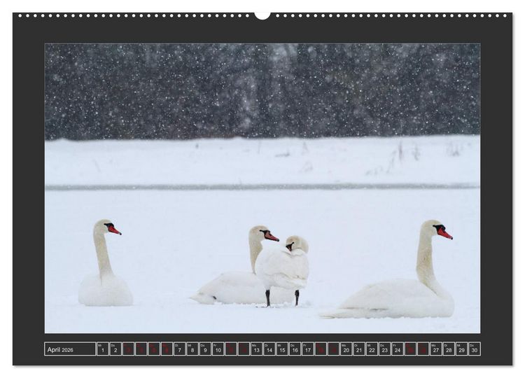 Produktbild: Winterzauber - Tiere in Eis und Schnee (Wandkalender 2026 DIN A2 quer), CALVENDO Monatskalender