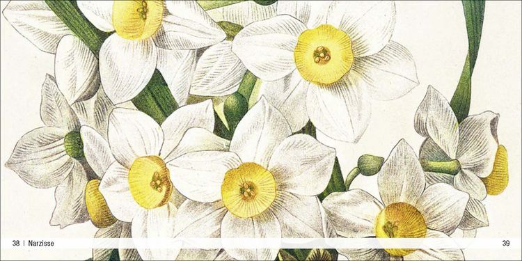 Produktbild: Historische Blumenbilder &ndash; Book To Go