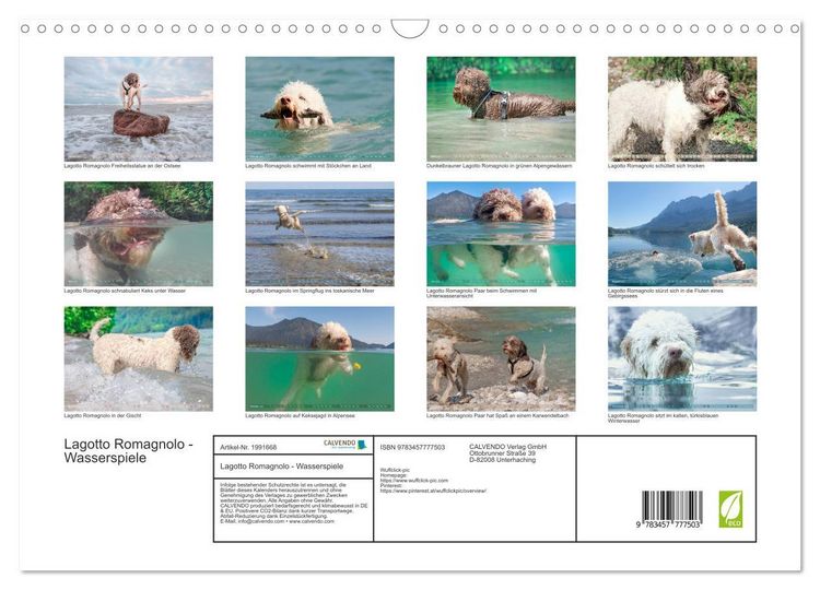 Produktbild: Lagotto Romagnolo - Wasserspiele (Wandkalender 2026 DIN A3 quer), CALVENDO Monatskalender