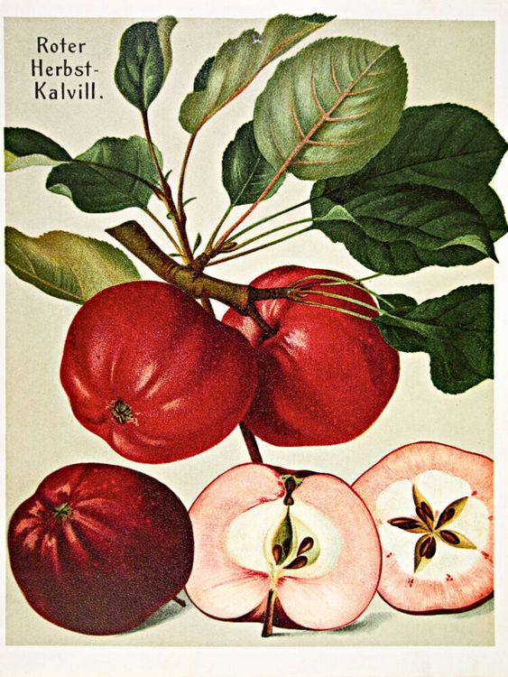 Produktbild: CALVENDO Puzzle Roter Herbst-Kalvill, plattdeutsch: D&ouml;rroden | 1000 Teile Lege-Gr&ouml;&szlig;e 64x48cm Foto-Puzzle f&uuml;r gl&uuml;ckliche Stunden