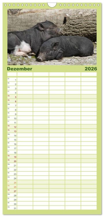 Produktbild: Familienplaner 2026 - Schwein gehabt! mit 5 Spalten (Wandkalender, 21 x 45 cm) CALVENDO