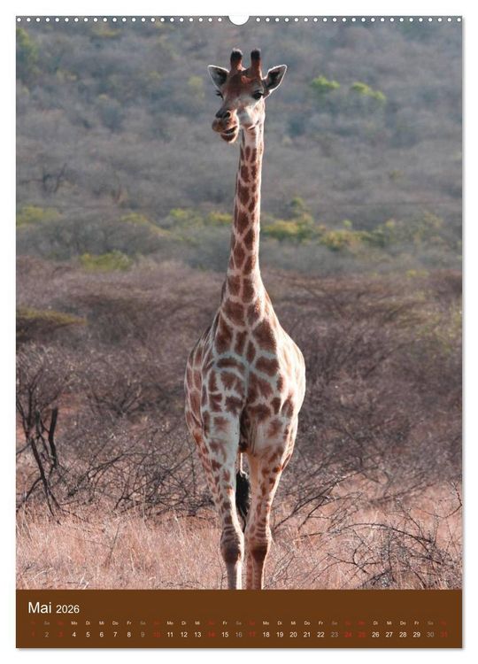 Produktbild: Giraffen (Wandkalender 2026 DIN A2 hoch), CALVENDO Monatskalender