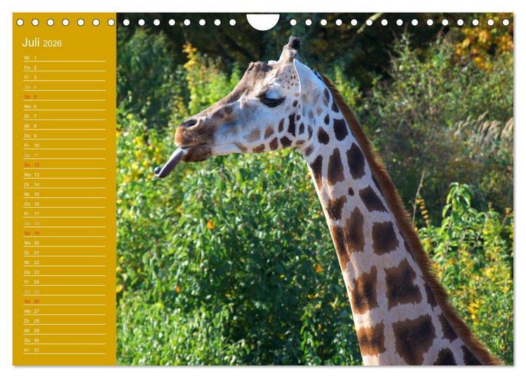 Produktbild: Giraffen / Geburtstagskalender (Wandkalender 2026 DIN A4 quer), CALVENDO Monatskalender