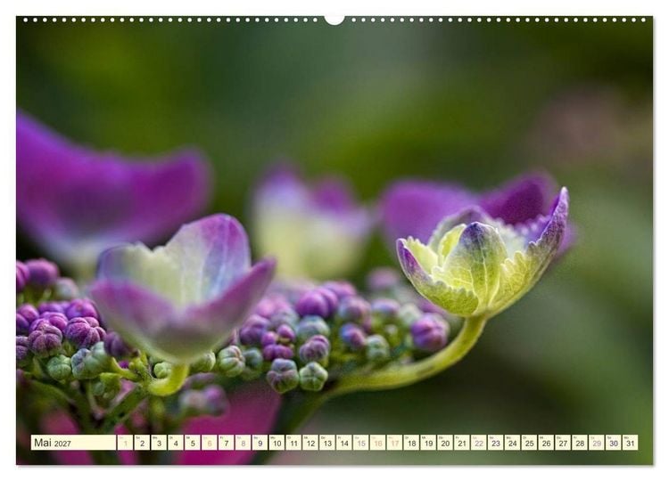 Produktbild: Hortensientr&auml;ume (Wandkalender 2027 DIN A2 quer), CALVENDO Monatskalender