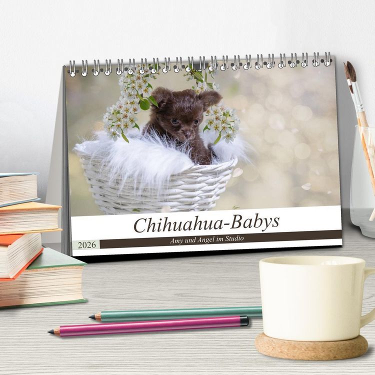 Produktbild: Chihuahua-Babys - Amy und Angel im Studio (Tischkalender 2026 DIN A5 quer), CALVENDO Monatskalender