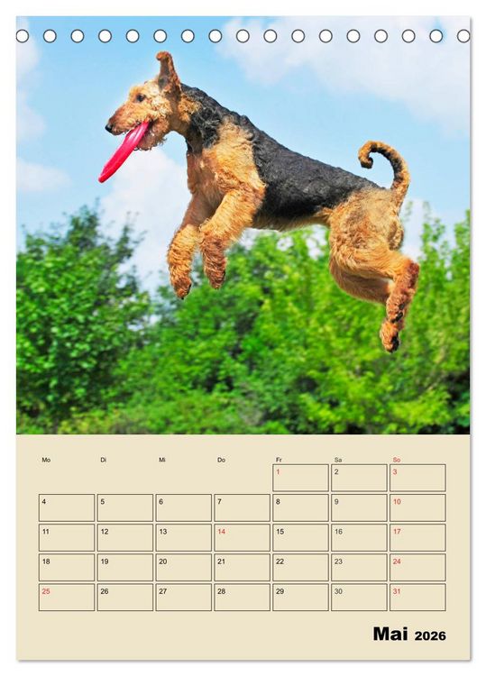 Produktbild: Airedale Terrier - Temperament auf 4 Pfoten (Tischkalender 2026 DIN A5 hoch), CALVENDO Monatskalender