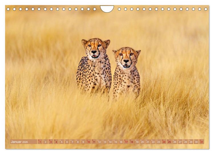 Produktbild: Afrikas Tierwelt - Geparde (Wandkalender 2026 DIN A4 quer), CALVENDO Monatskalender