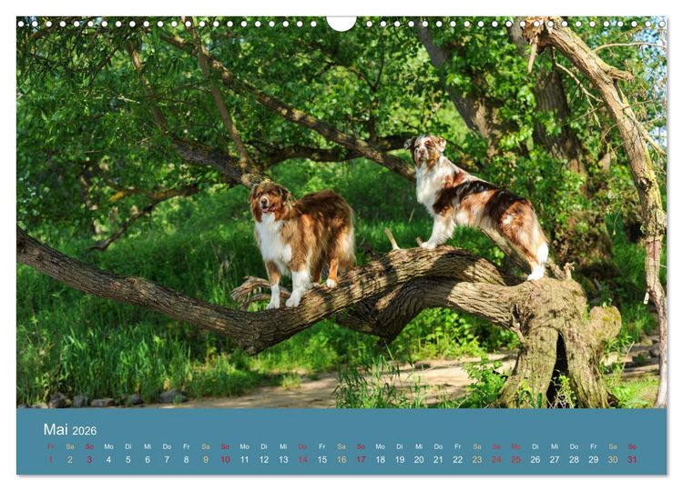 Produktbild: Mit Aussies unterwegs - Die bunte Welt der Australian Shepherds (Wandkalender 2026 DIN A3 quer), CALVENDO Monatskalender