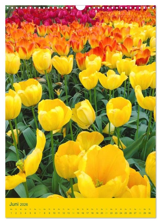 Produktbild: Tulpen. Bunter Fr&uuml;hling (Wandkalender 2026 DIN A3 hoch), CALVENDO Monatskalender