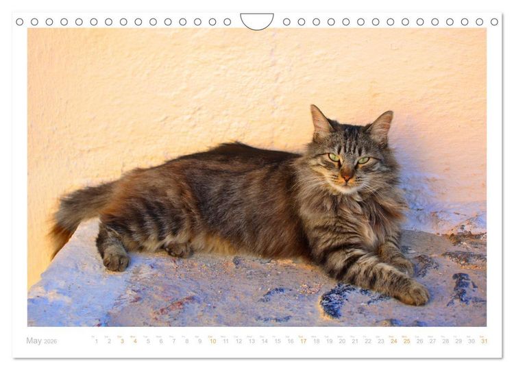 Produktbild: Cats of the Greek Islands (Wall Calendar 2026 DIN A4 landscape), CALVENDO 12 Month Wall Calendar
