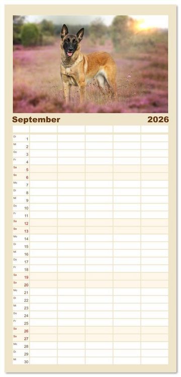 Produktbild: Familienplaner 2026 - Mit dem Malinois durch das Jahr mit 5 Spalten (Wandkalender, 21 x 45 cm) CALVENDO