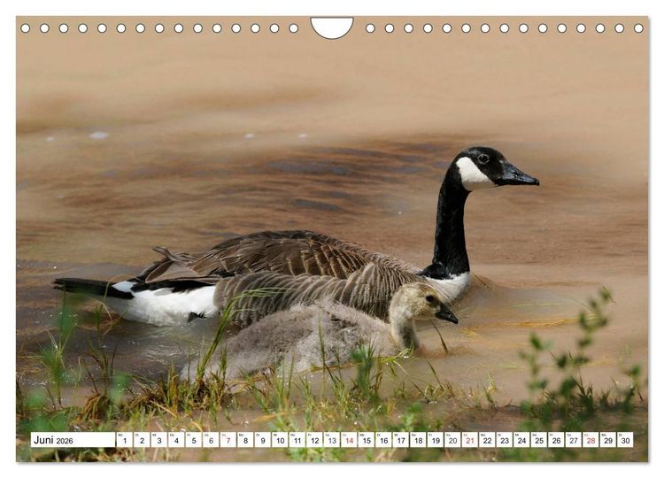Produktbild: Tierwelt in den Canadian Rockies (Wandkalender 2026 DIN A4 quer), CALVENDO Monatskalender