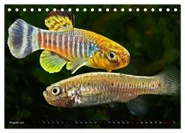 Produktbild: Outdoor-Aquaristik (Tischkalender 2026 DIN A5 quer), CALVENDO Monatskalender