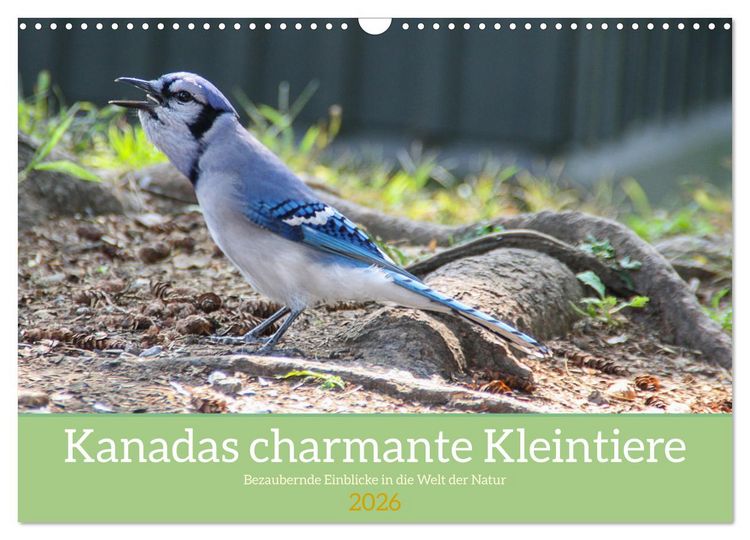 Produktbild: Kanadas charmante Kleintiere - Bezaubernde Einblicke in die Natur (Wandkalender 2026 DIN A3 quer), CALVENDO Monatskalender