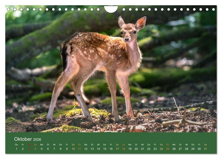 Produktbild: Bezaubernde Tierwelt in freier Natur (Wandkalender 2026 DIN A4 quer), CALVENDO Monatskalender