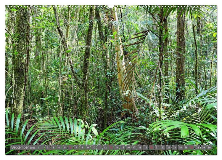 Produktbild: Im Regenwald von Borneo (Wandkalender 2026 DIN A2 quer), CALVENDO Monatskalender