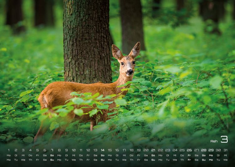 Produktbild: Waldtiere - Heimische Waldbewohner - Der Tierkalender - 2027 - Kalender DIN A2