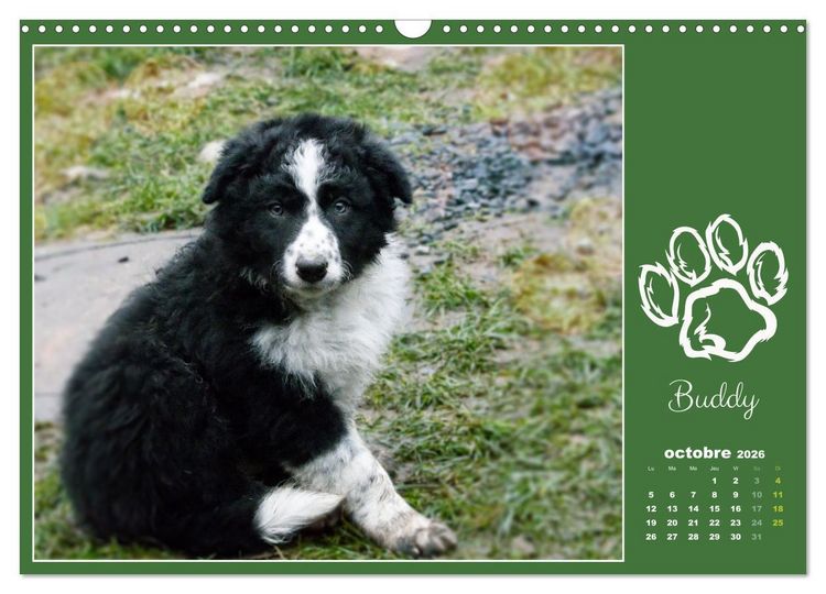 Produktbild: Border collie puppies (Calendrier mural 2026 DIN A3 vertical), CALVENDO calendrier mensuel