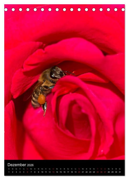 Produktbild: Bienen und Hummeln (Tischkalender 2026 DIN A5 hoch), CALVENDO Monatskalender