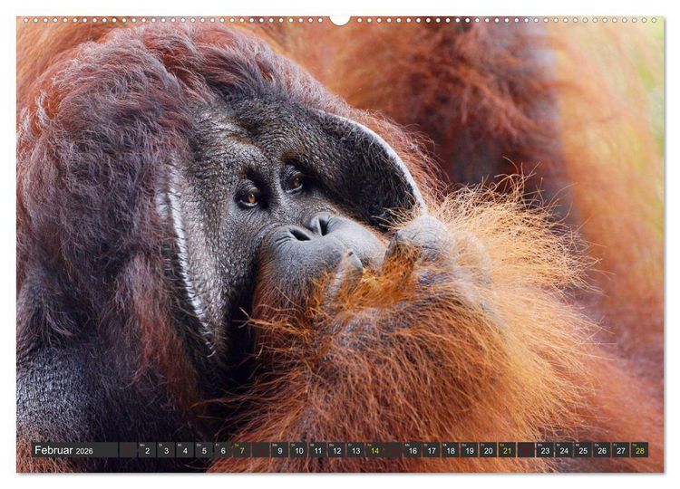 Produktbild: Waldmenschen - Orang Utans auf Borneo (hochwertiger Premium Wandkalender 2026 DIN A2 quer), Kunstdruck in Hochglanz