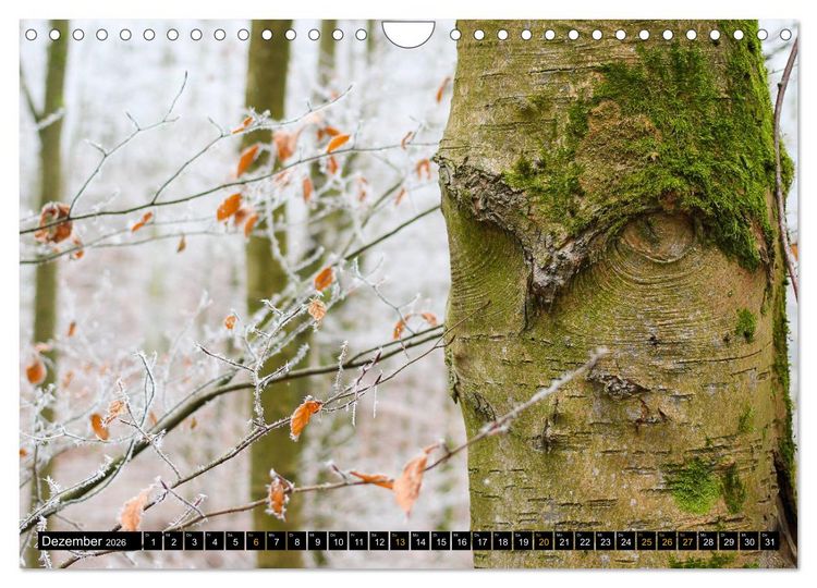 Produktbild: Magische Waldwesen (Wandkalender 2026 DIN A4 quer), CALVENDO Monatskalender