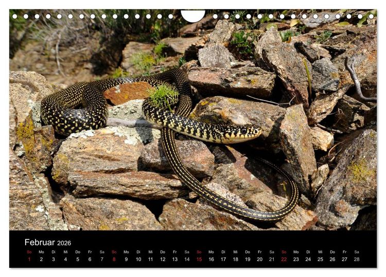 Produktbild: Schlangen (Wandkalender 2026 DIN A4 quer), CALVENDO Monatskalender
