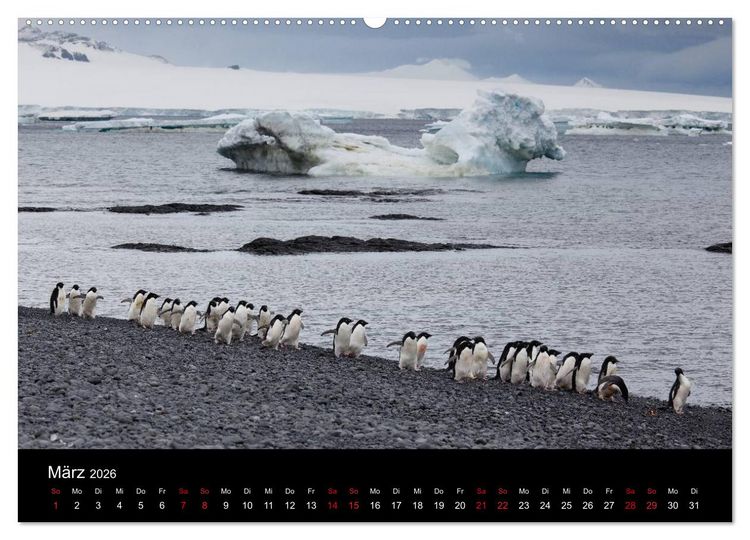 Produktbild: Pinguine - sympathische Fracktr&auml;ger im eisigen S&uuml;den (Wandkalender 2026 DIN A2 quer), CALVENDO Monatskalender