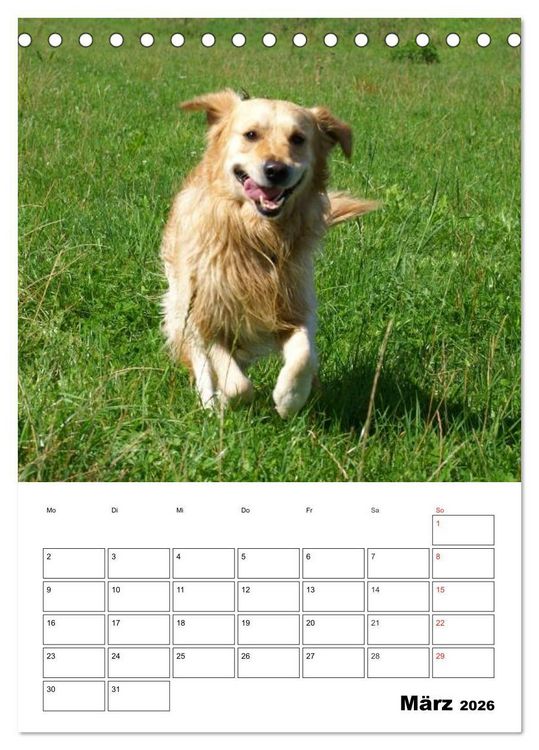 Produktbild: Gl&uuml;cklicher Golden Retriever (Tischkalender 2026 DIN A5 hoch), CALVENDO Monatskalender