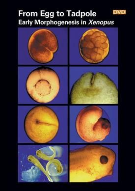 Produktbild: From Egg to Tadpole