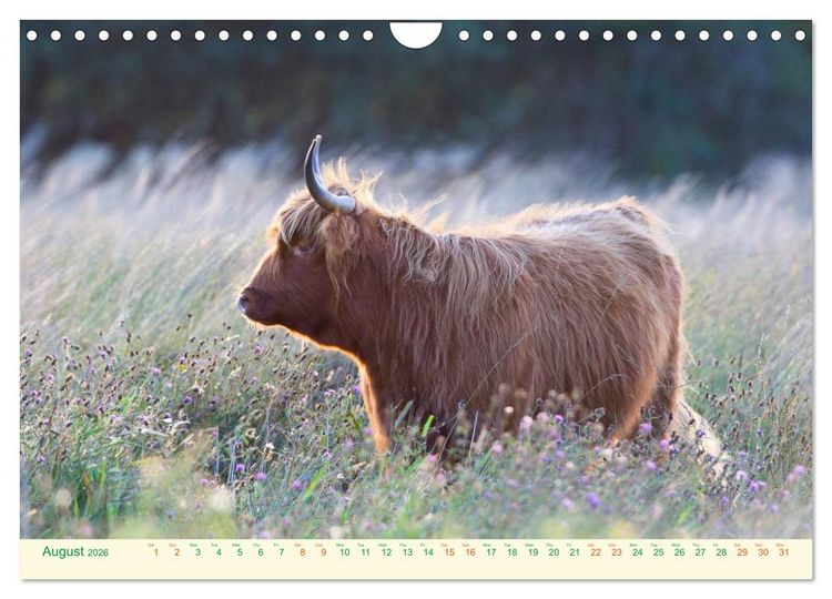 Produktbild: The Hairy Cow Calendar (Wall Calendar 2026 DIN A4 landscape), CALVENDO 12 Month Wall Calendar