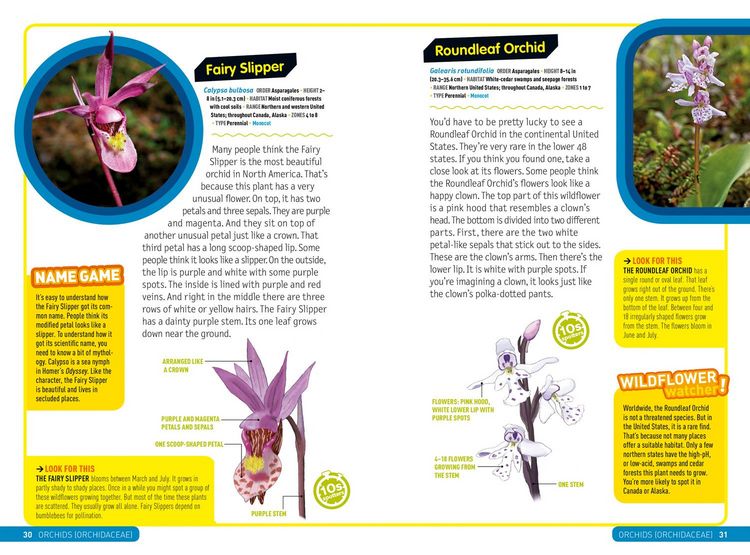 Produktbild: Ultimate Explorer Field Guide: Wildflowers