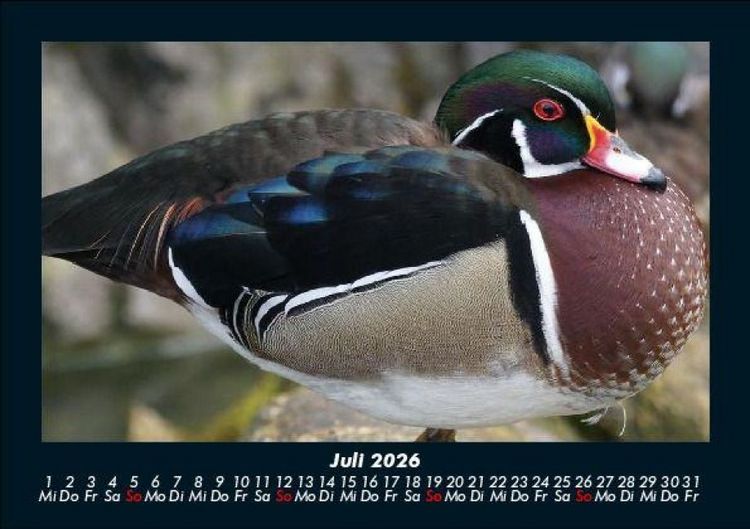 Produktbild: Enten 2026 Fotokalender DIN A5
