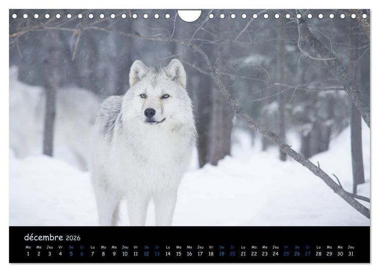 Produktbild: J'ai vu le loup (Calendrier mural 2026 DIN A4 vertical), CALVENDO calendrier mensuel